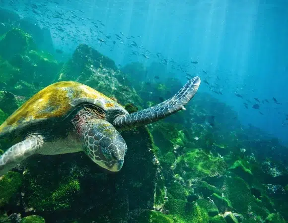 Galápagos a tu alcance