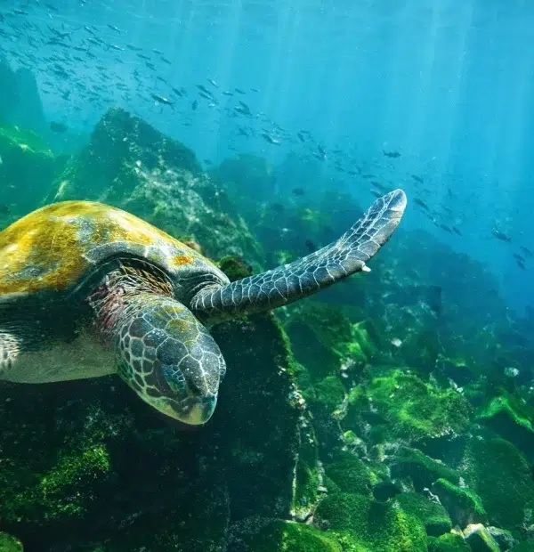 Galápagos a tu alcance