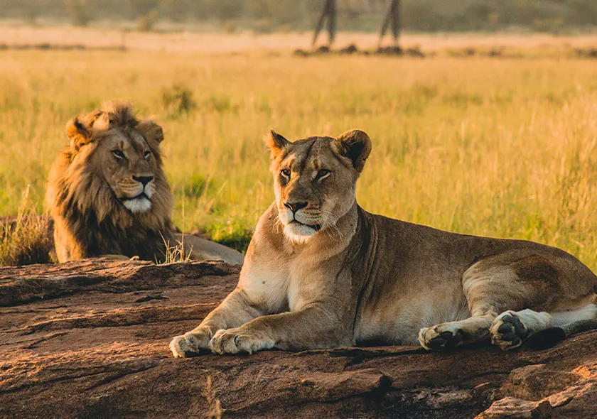 leones-serengeti-magri-turismo-01