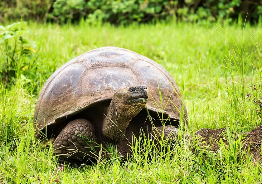 tortuga-galapagos-magri-turismo-01