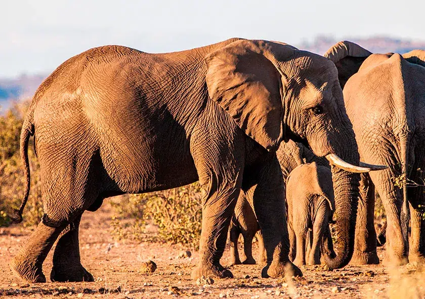 elefantes-kruger-park-magri-turismo-01