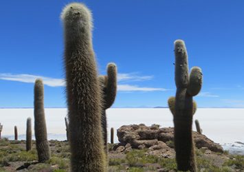 bol Isla Incahuasi